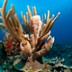 Beautiful, majestic coral